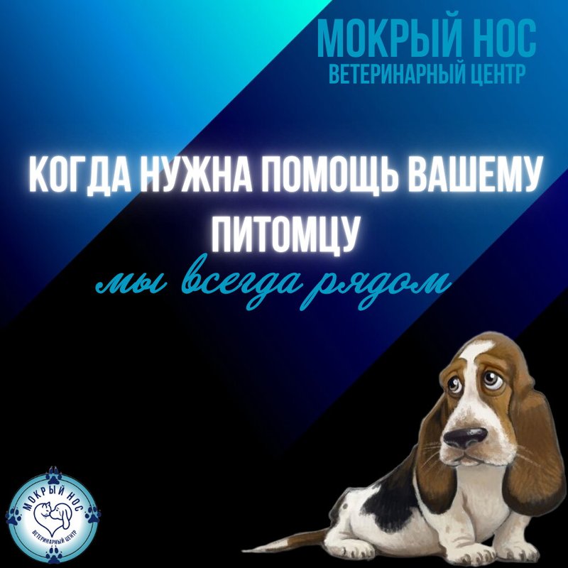 фотография Ветеринарного центра Мокрый нос на Халтуринской улице, д18
