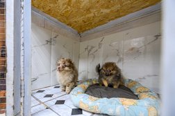 Зоопарикмахерская и зоогостиница Бриллиантовый пёс, с рейтингом 4.8 - находится по адресу Московская область, городской округ Клин, деревня Иевлево, Стекольная улица, 40 