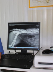 Ветеринарный врач УЗИ, ветеринар Евгений Владимирович Пода