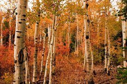 Фирма ритуальных услуг и кремации Берёза, с рейтингом 2.3 - находится по адресу Иркутск, улица Новаторов, 1в 