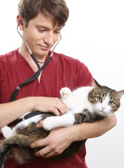 Ветеринар, ветеринарный ортопед Борис Сергеевич Хабаров