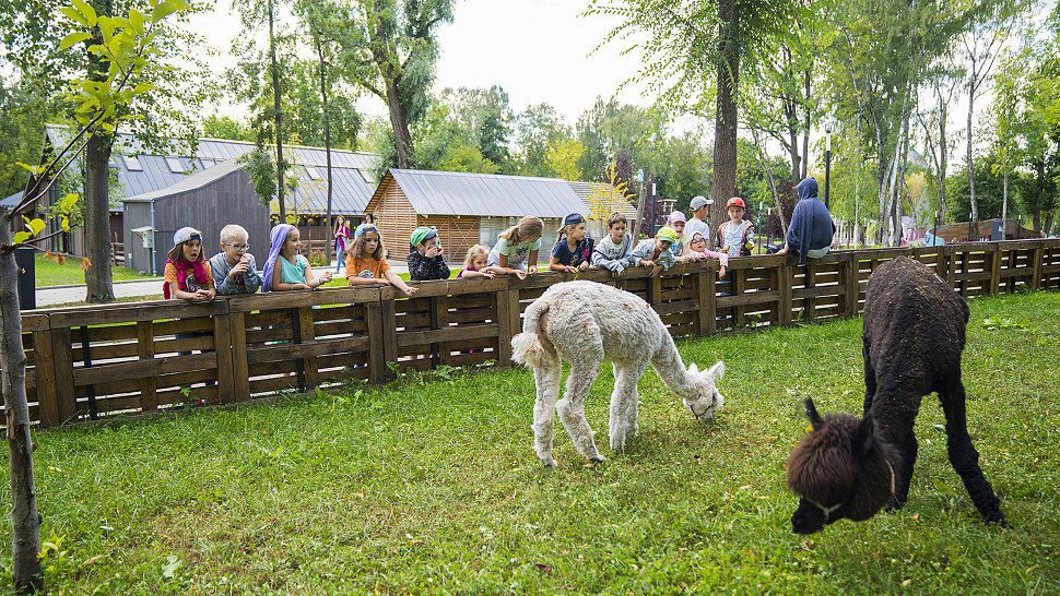 Городская ферма на вднх фото