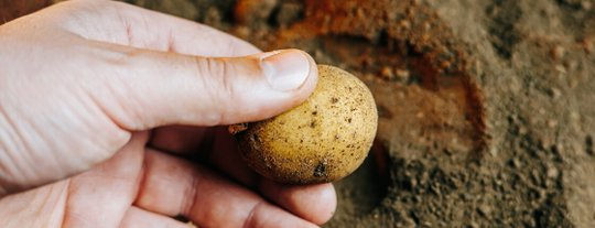Посадка картофеля в 2026 году: сроки, как подготовить клубни и как ухаживать