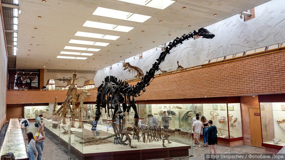 Скелеты динозавров, экспонаты музея