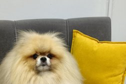 Студия груминга Orso, с рейтингом 5 - находится по адресу Красноярск, улица Петра Подзолкова, 10 