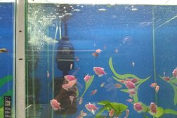 Магазин аквариумистики и зоотоваров Дельфин, с рейтингом 3.5 - находится по адресу Владивосток, Печорская улица, 8 