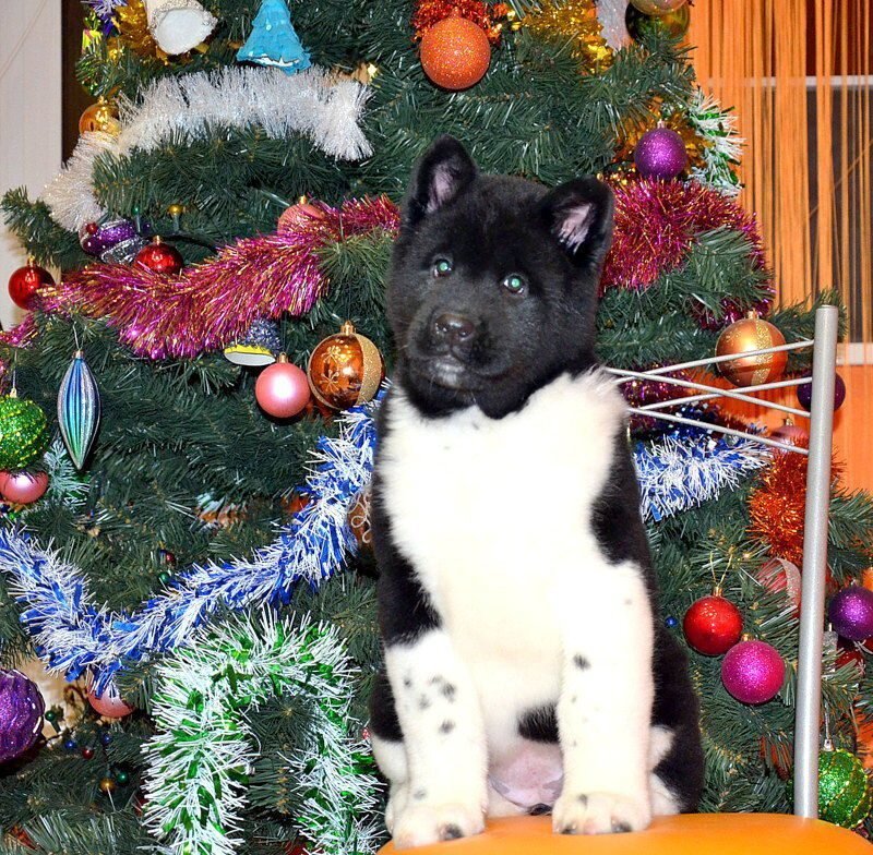 Центр ветеринарной медицины ВетМастер на улице Коминтерна - отзывы ...