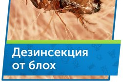 Служба дезинфекции Марафет, с рейтингом 4.6 - находится по адресу Липецк, улица Гагарина, 36 