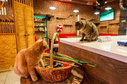 Котокафе MoreКот, с рейтингом 4.9 - находится по адресу Москва, район Хамовники, 119034, улица Остоженка, 3/14 