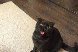 Ветеринарная скорая помощь, с рейтингом 2.9 - находится по адресу Кемерово, Сосновый бульвар, 1Б 