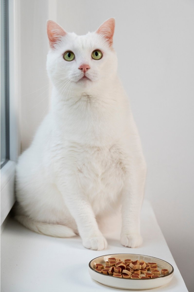 Фото смешной кошки