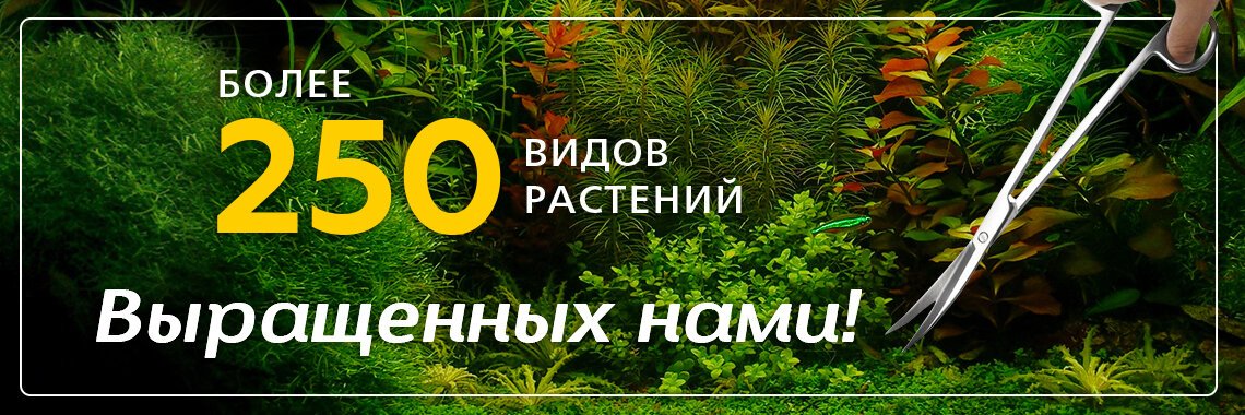 Sewingstore Ru Отзывы Об Интернет Магазине