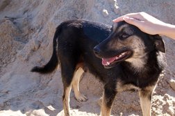 Ветеринарная клиника Шелти, с рейтингом 3.6 - находится по адресу Алматы, 3-й микрорайон, 38Б 