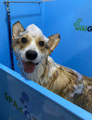 Чаплыгина Лариса