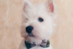 Груминг-студия Хвост и море, с рейтингом 4.2 - находится по адресу Сочи, Каспийская улица, 42А 