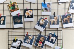 Зоосалон Pro Grooming Dogs, с рейтингом 5 - находится по адресу Иваново, улица Ермака, 11 