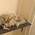 фотография Lucky pets
