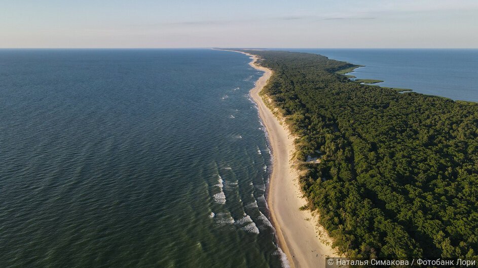 Аэросъемка леса, песчаных дюн, Балтийского моря, Куршского залива
