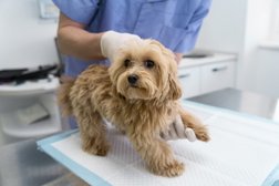 Станция скорой ветеринарной помощи и зоогостиница Любимец, с рейтингом 4 - находится по адресу Московская область, Мытищи, улица Лётная, 32 к1 