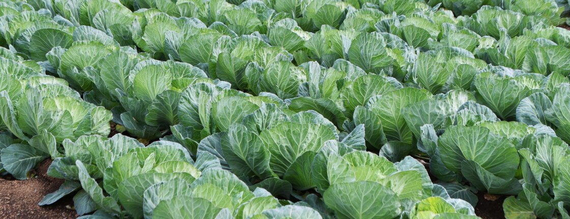 Источник фото: tamu1500 / Shutterstock