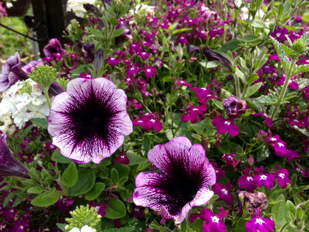 Когда сажать петунию и лобелию