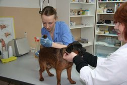 Ветеринарная клиника Рыжий кот, с рейтингом 3.6 - находится по адресу Пермь, улица Карпинского, 64 