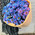 фотография History Flowers