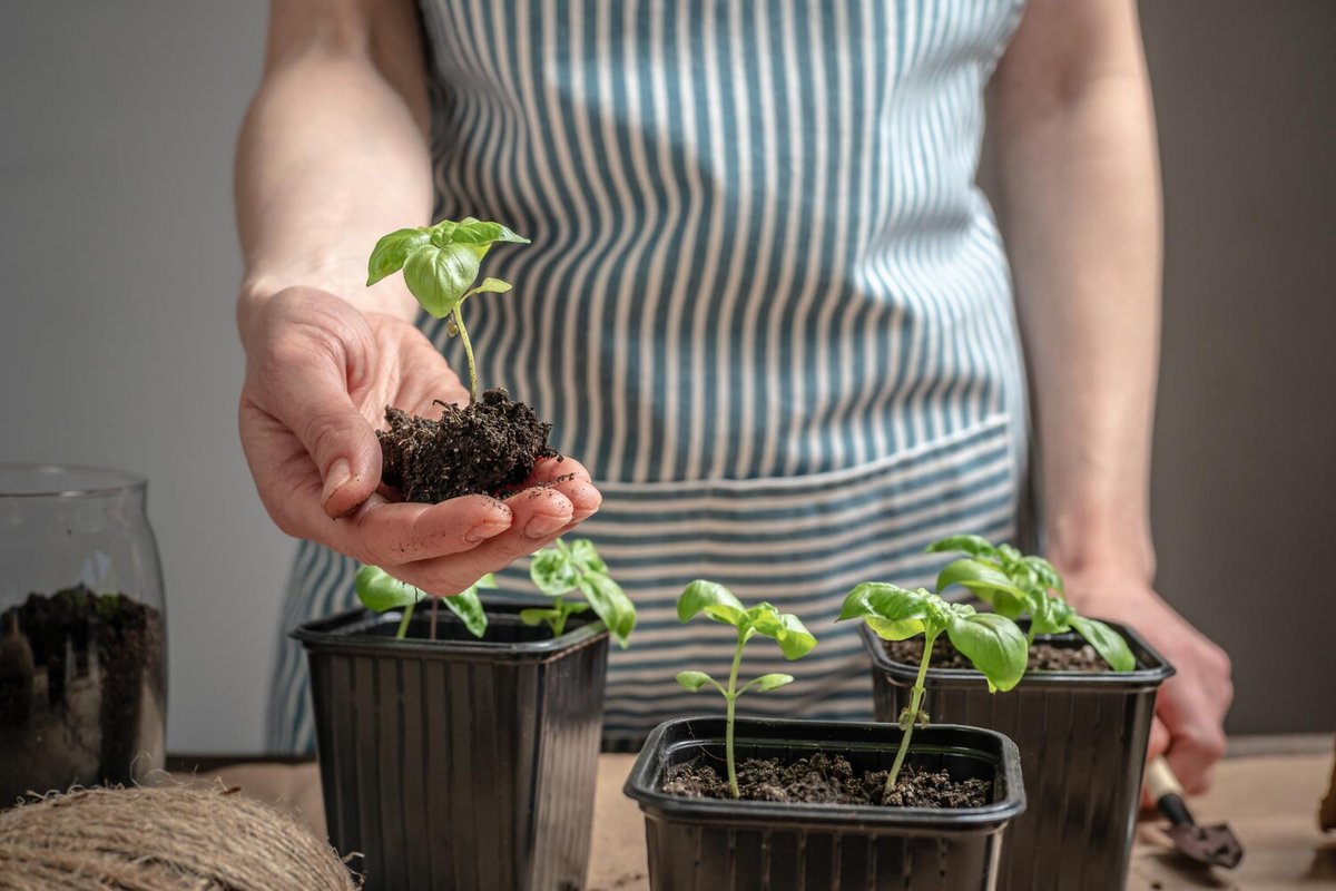 Пересадка рассады