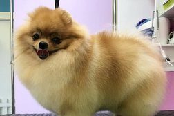 Салон для животных Groom, с рейтингом 3.9 - находится по адресу Екатеринбург, улица Победы, 9 
