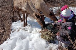 Этнопарк Лопский берег, с рейтингом 5 - находится по адресу Республика Карелия, Беломорский муниципальный округ, село Колежма, 132 