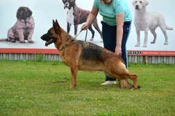 Племенной питомник немецких овчарок Сафари Ланд, с рейтингом 3 - находится по адресу Владимирская область, Ковров, Комсомольская улица, 53 