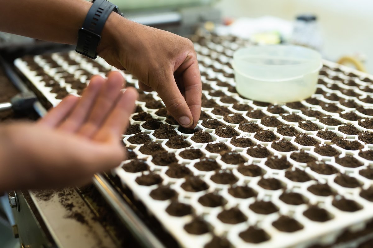 Контейнер для рассады