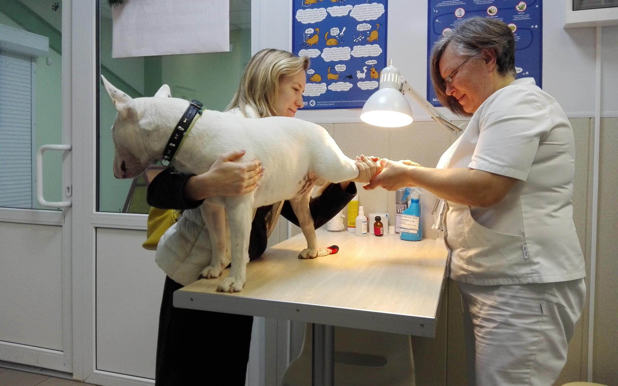 Ветеринарная клиника Веттоп на Пятницком шоссе в Солнечногорске ...