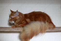 Питомник кошек породы Мейн-кун Хранитель снов, с рейтингом 4.3 - находится по адресу Тюмень, Федюнинского, 19 