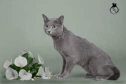 Фелинологический центр Планета кошек, с рейтингом 3 - находится по адресу Алматы, Цветочная, 110 