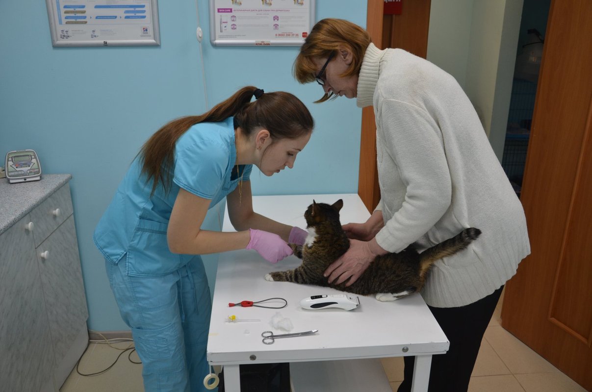 Областная ветклиника на Пушкинской улице в Дмитрове, Москва - отзывы ...