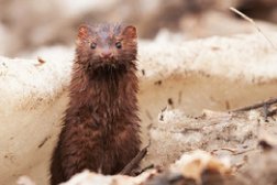 SPA-химчистка, с рейтингом 3.8 - находится по адресу Нижний Новгород, улица Родионова, 165 к13 