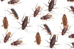 Дезинфекционная станция Dobrovy.kz, с рейтингом 5 - находится по адресу Алматы, улица Желтоксан, 37а 